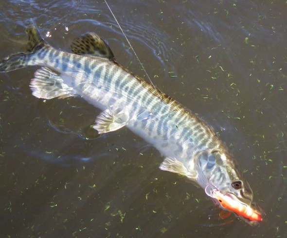 A tiger muskie hooked on a goldfish lure.