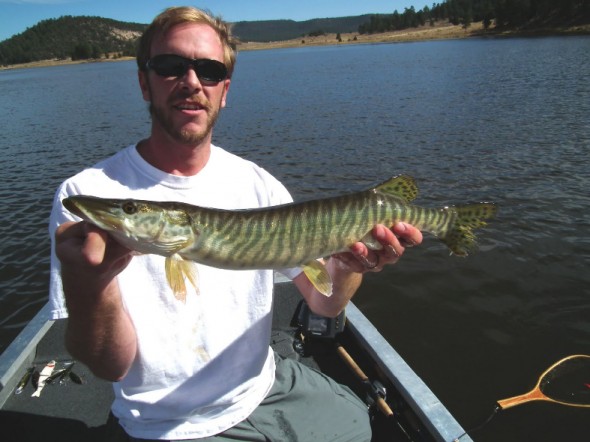 man shows off young tiger muskie