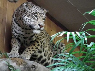 A leopard mount on display at American Wildlife Taxidermy on Central Ave. in Albuquerque, New Mexico.