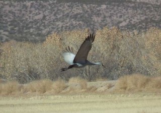 A lone crane glides to a landing at the Bosque del Apache Wildlife Refuge in New Mexico.