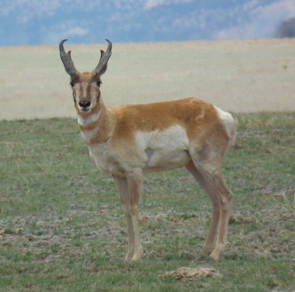  Pronghorn can frequently be seen roaming the plains of eastern New Mexico.