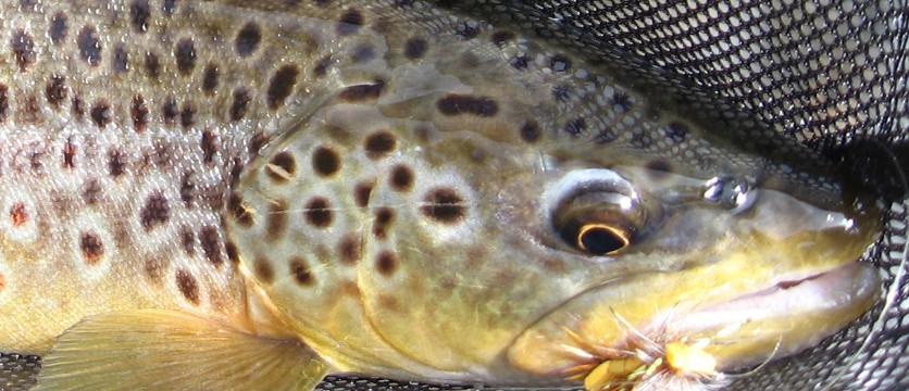 trout in net with fly in mouth
