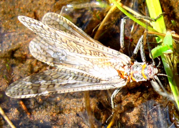 a stonefly