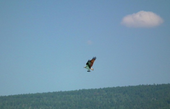 An Osprey flys off with a fresh catch in its talons. 