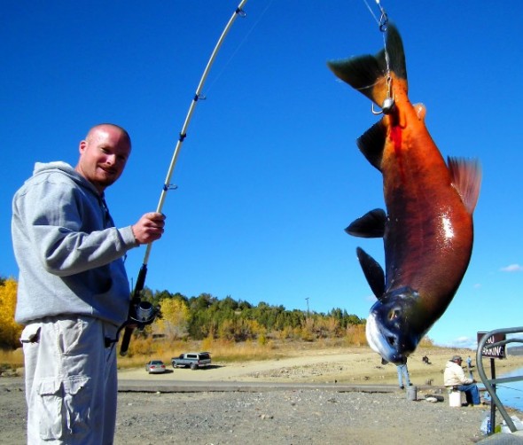 Steve Chase, 28, of Laguna, NM shows off a fat salmon he snagged at Navajo Lake last year. 