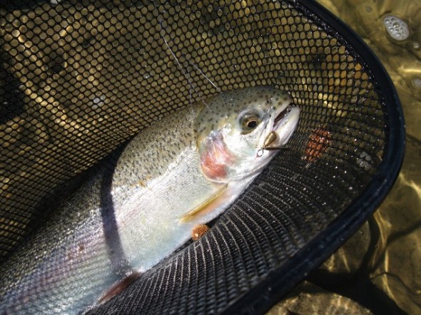 A Fisher-Chick barbless, single hook, spinning lure at work on a Rainbow trout. 