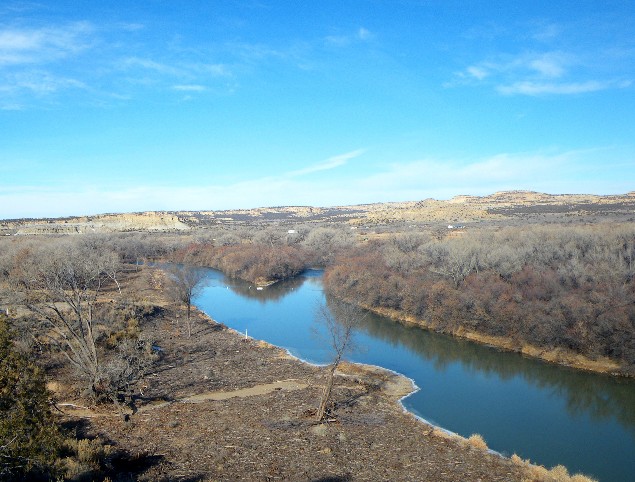 The far bank of the Hammond Tract on the San Juan River should be clear of the dense stand of invasive trees later this year and work will continue to install in-stream fish habitat  improvements and stocking to improve angling.