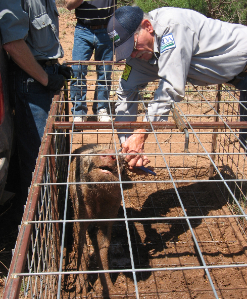 wild hog being fitted with a radio transmitter 